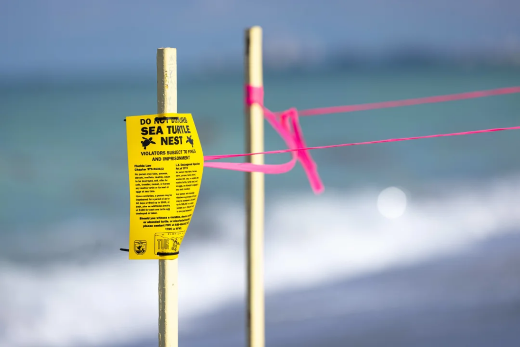 The First Sea Turtle Nests of 2024 Have Arrived in Sarasota
